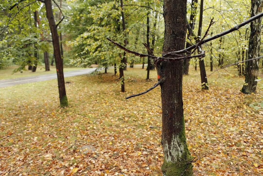Nuomonė: aistrų sukėlęs Girulių miško likimas rūpi klaipėdiečiams – per kelias dienas tūkstančiai miestiečių puolė balsuoti.
