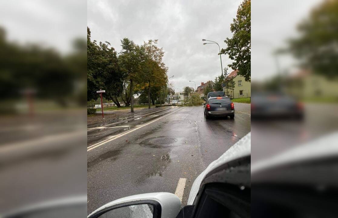 Virto: medis Tilžės gatvėje žnektelėjo po pietų. Laimei, jis nekliudė automobilių ir žmonių.