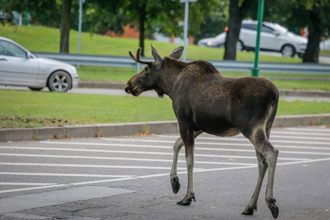 Kelyje – netikėtas susidūrimas: automobilis atsitrenkė į išbėgusį briedį