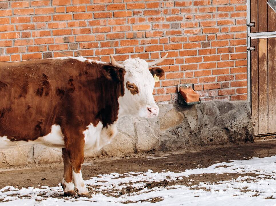 Telšių rajone ugniagesiai gelbėjo į telkinį įlūžusią karvę