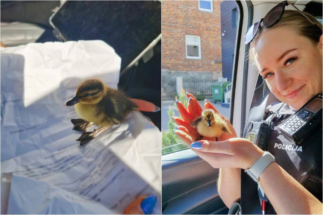 Išgelbėtas ančiukas.