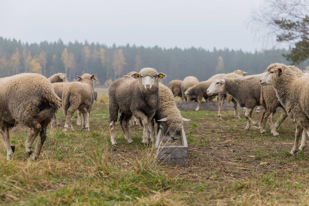 Praktika: saulės parke Kuršėnuose žolę rupšnoja nykstančios baltiškos avys – škudės.