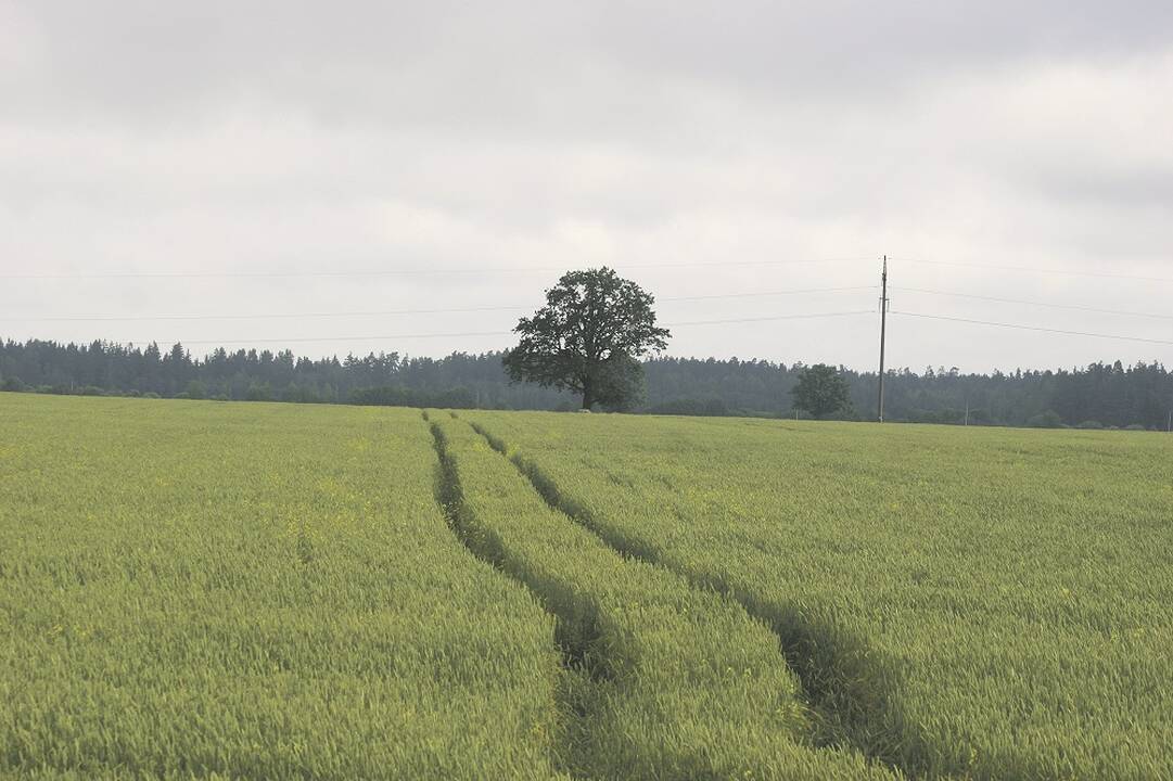 Nauda: vienos teikiamos paramos tikslas – išsaugoti biologinę įvairovę ir kraštovaizdį.