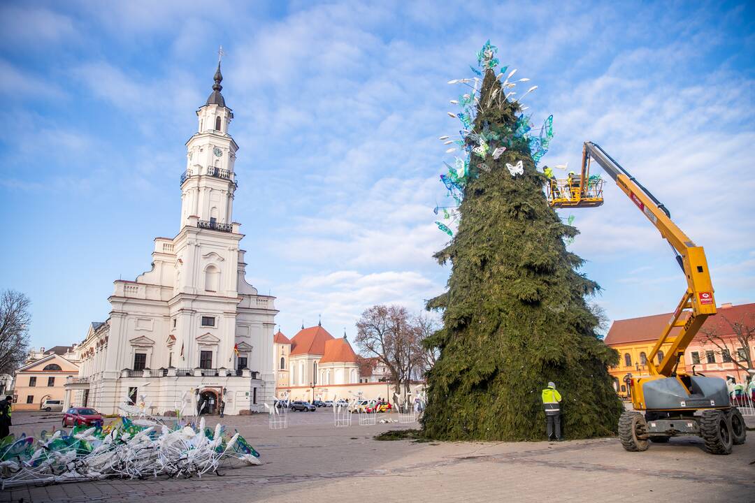 Nupuošiama Kauno kalėdinė eglė