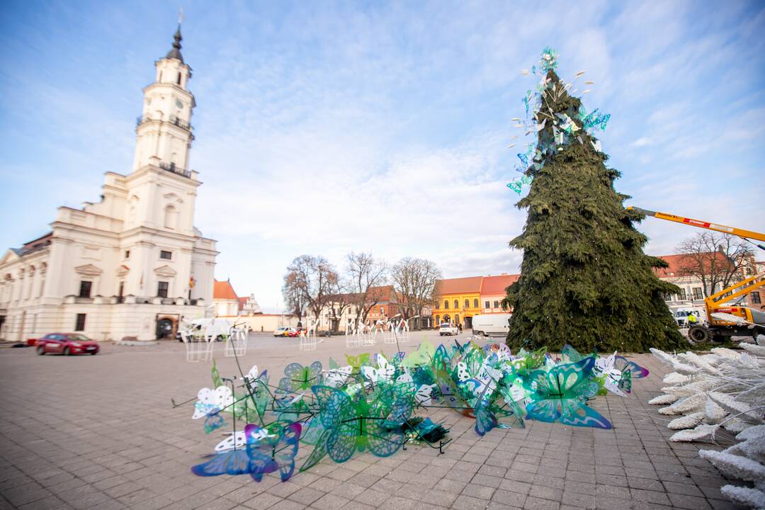 Nupuošiama Kauno kalėdinė eglė