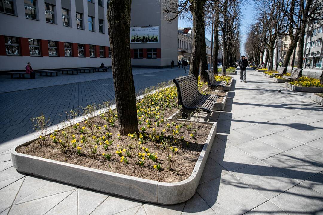 Laisvės alėjoje jau geltonuoja narcizai