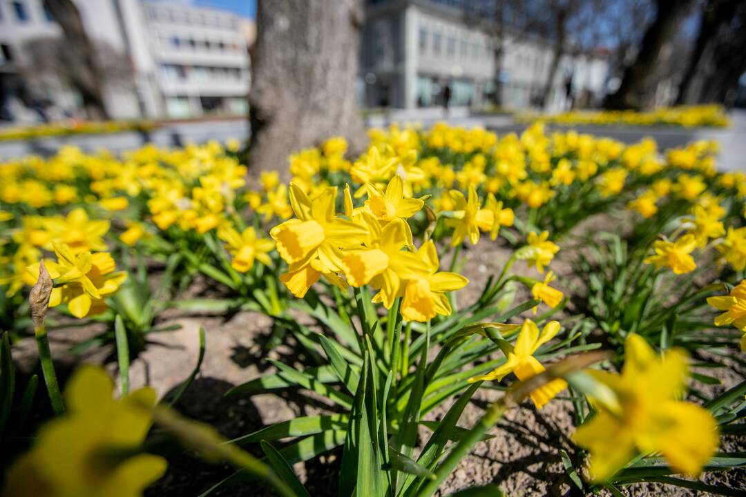 Laisvės alėjoje jau geltonuoja narcizai