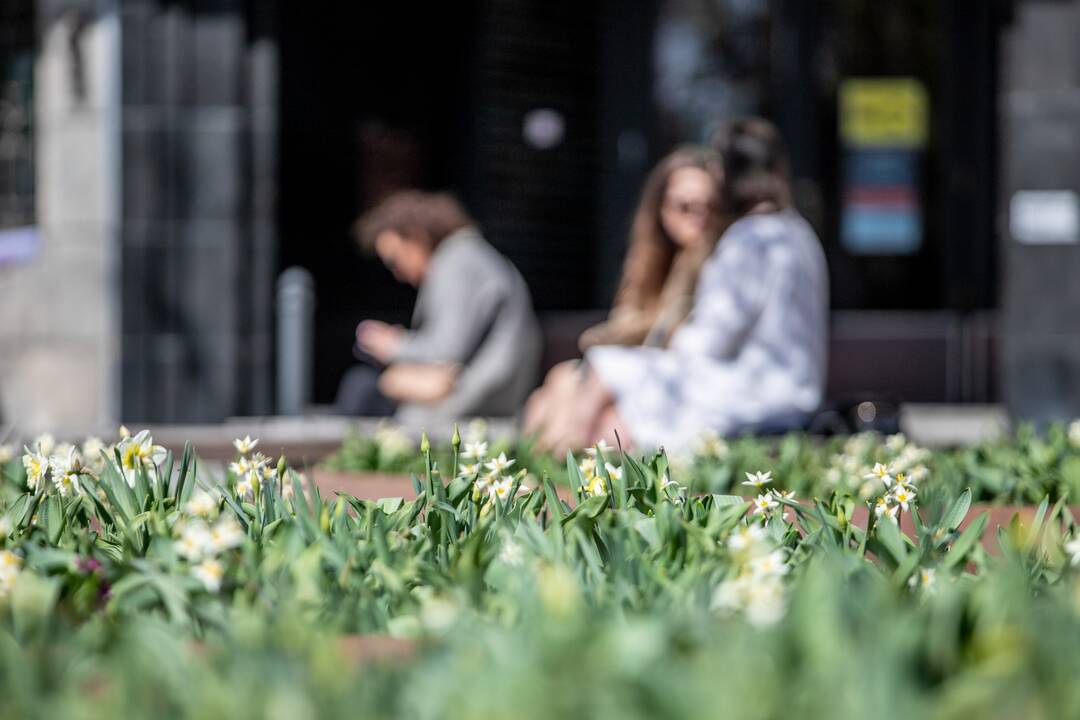 Laisvės alėjoje jau geltonuoja narcizai