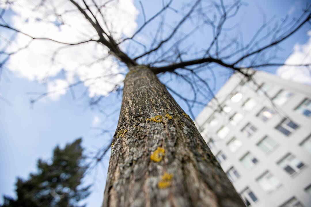 Pagerbtas buvęs Dainavos poliklinikos vadovas G. Andziukevičius
