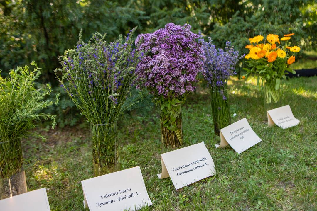 Kvapų naktis VDU Botanikos sode