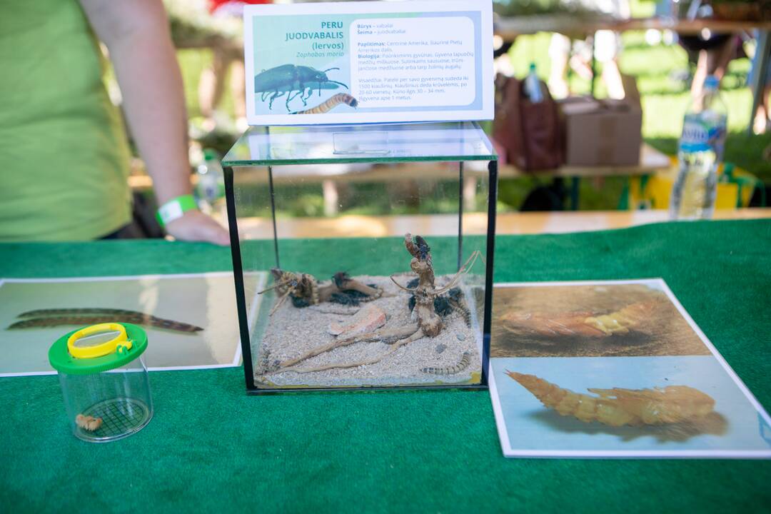 Kvapų naktis VDU Botanikos sode