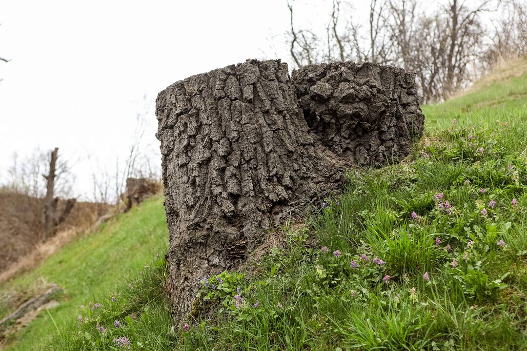 Edukacija istoriniuose Gruodžių namuose