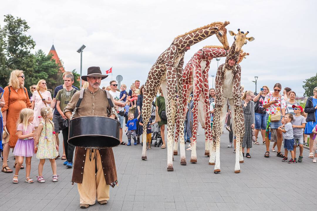 Kauniečius džiugina festivalio „ConTempo“ žirafos