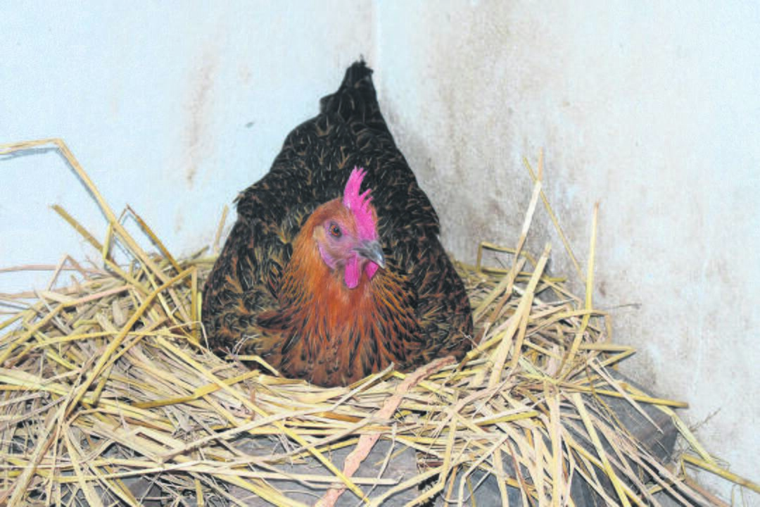 AGRO-ekologiniai ukiai-be chemijos Sveikesni: valgydami ekologiškai užaugintas daržoves, galime būti tikri – nesuvalgysite kartu chemijos priedų.
