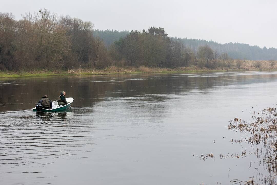 Ungurių įveisimas į Neries upę ties Čiobiškio keltu, 2022 m.