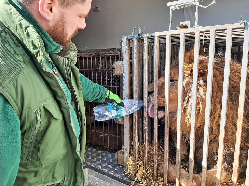 Ištikimybė: ukrainiečiai savo elgesiu su gyvūnais karo metu sužavėjo visą pasaulį. „Savų nepaliekame“ – frazė, kuria ypač dažnai dalijamasi.