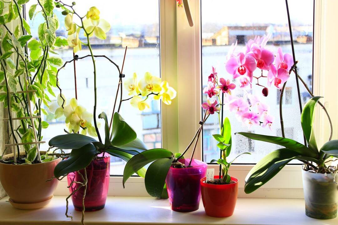 Džiugina: iš visų kambarinių augalų ilgiausiai žydinčios orchidėjos išsiskiria žiedų ir rūšių įvairove.