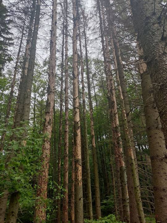 Vabzdžių pakenkti džiūstatntys eglynai.