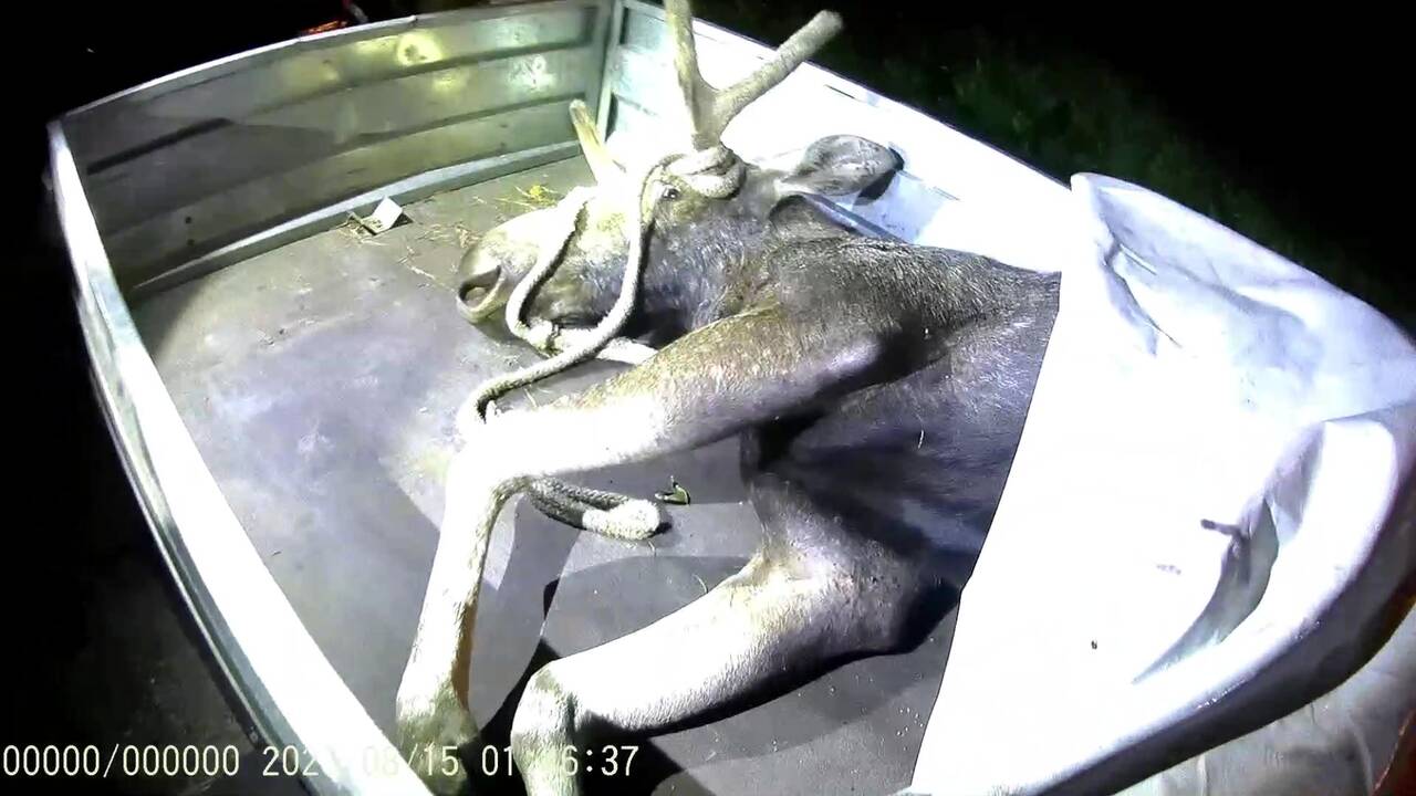 Už neteisėtai sumedžiotą briedį medžiotojas turės atlyginti 2 tūkst. eurų žalą