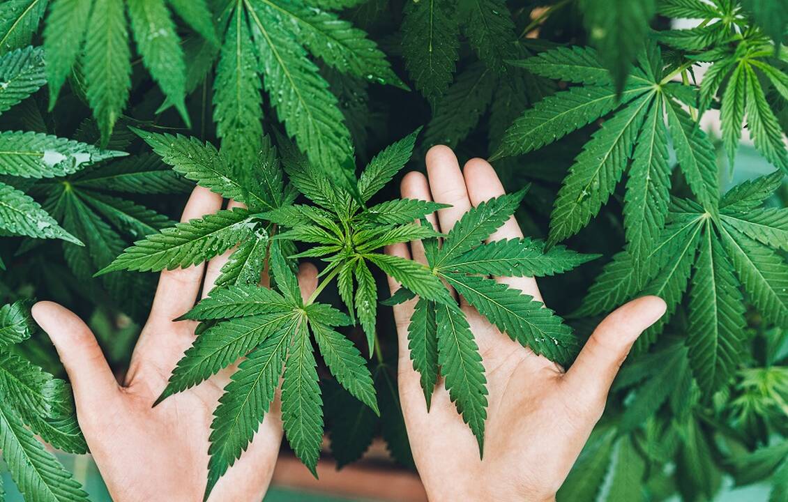 Į teisiamųjų suolą sės garaže kanapes auginęs vyras