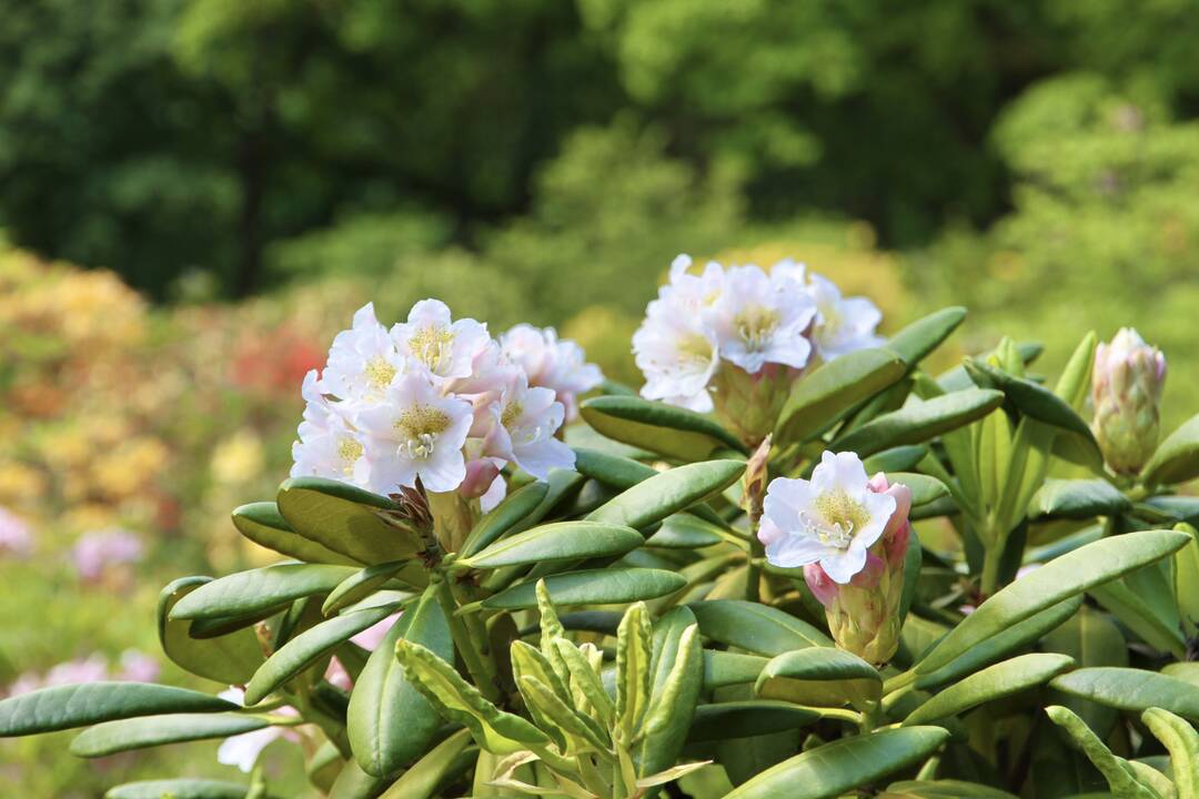 VDU Botanikos sode Kaune pražydo šimtai įvairiaspalvių rododendrų
