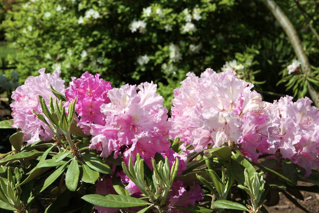 VDU Botanikos sode Kaune pražydo šimtai įvairiaspalvių rododendrų