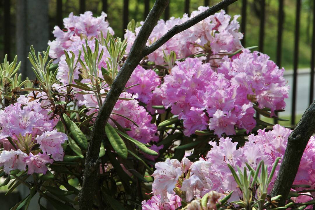 VDU Botanikos sode Kaune pražydo šimtai įvairiaspalvių rododendrų
