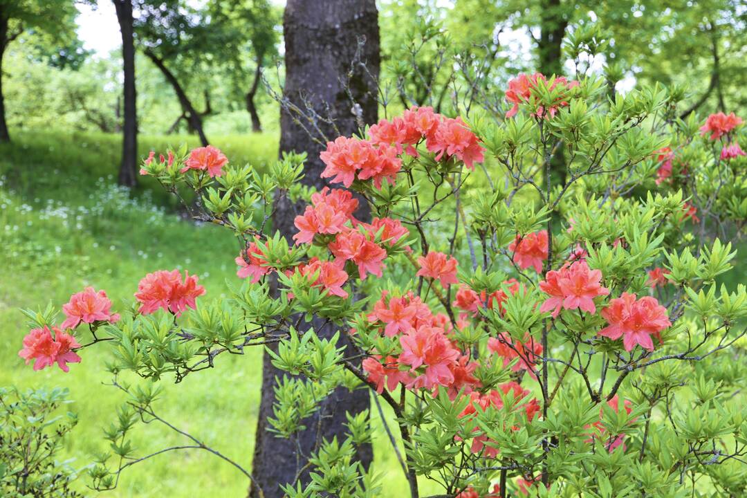 VDU Botanikos sode Kaune pražydo šimtai įvairiaspalvių rododendrų