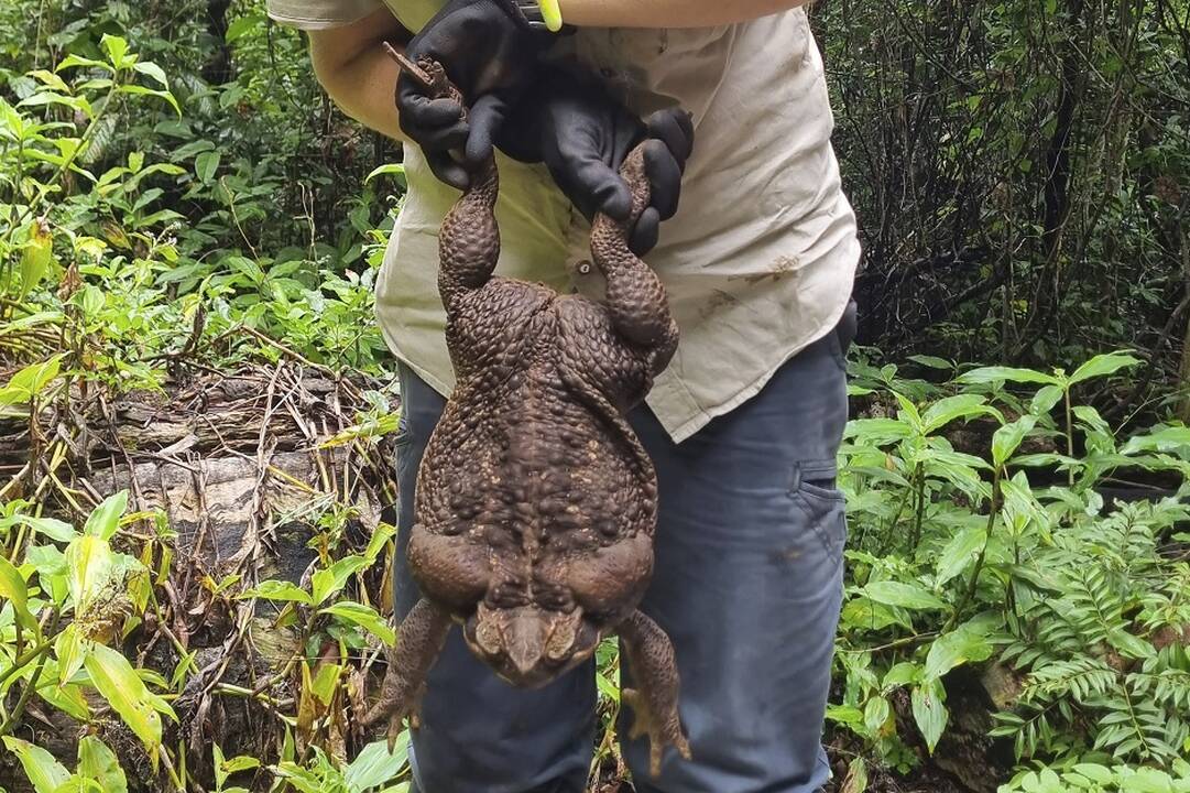 Parko prižiūrėtojai rado 2,7 kg sveriančią rupūžę