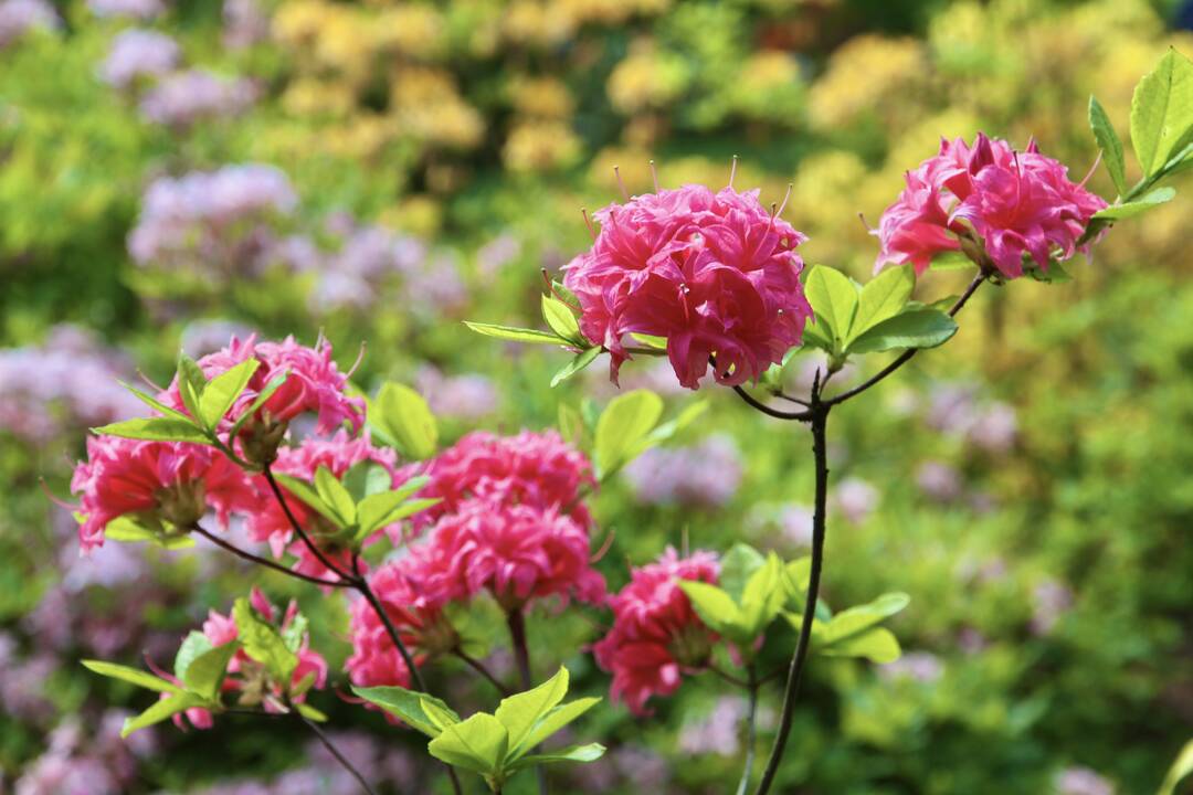 VDU Botanikos sode Kaune pražydo šimtai įvairiaspalvių rododendrų