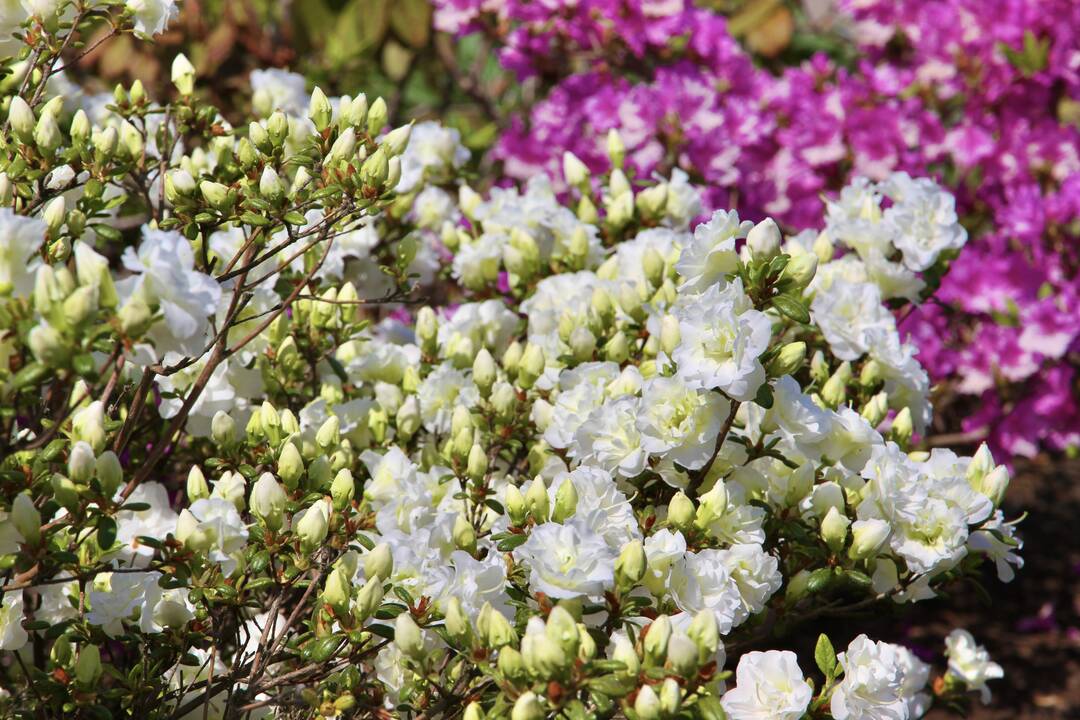 VDU Botanikos sode Kaune pražydo šimtai įvairiaspalvių rododendrų