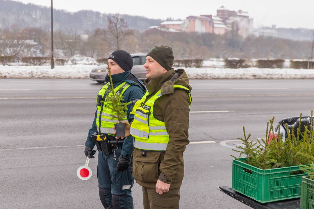 Kaune miškininkai su policija vairuotojams dovanojo eglutes