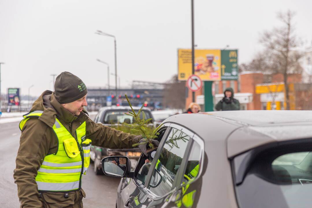 Kaune miškininkai su policija vairuotojams dovanojo eglutes