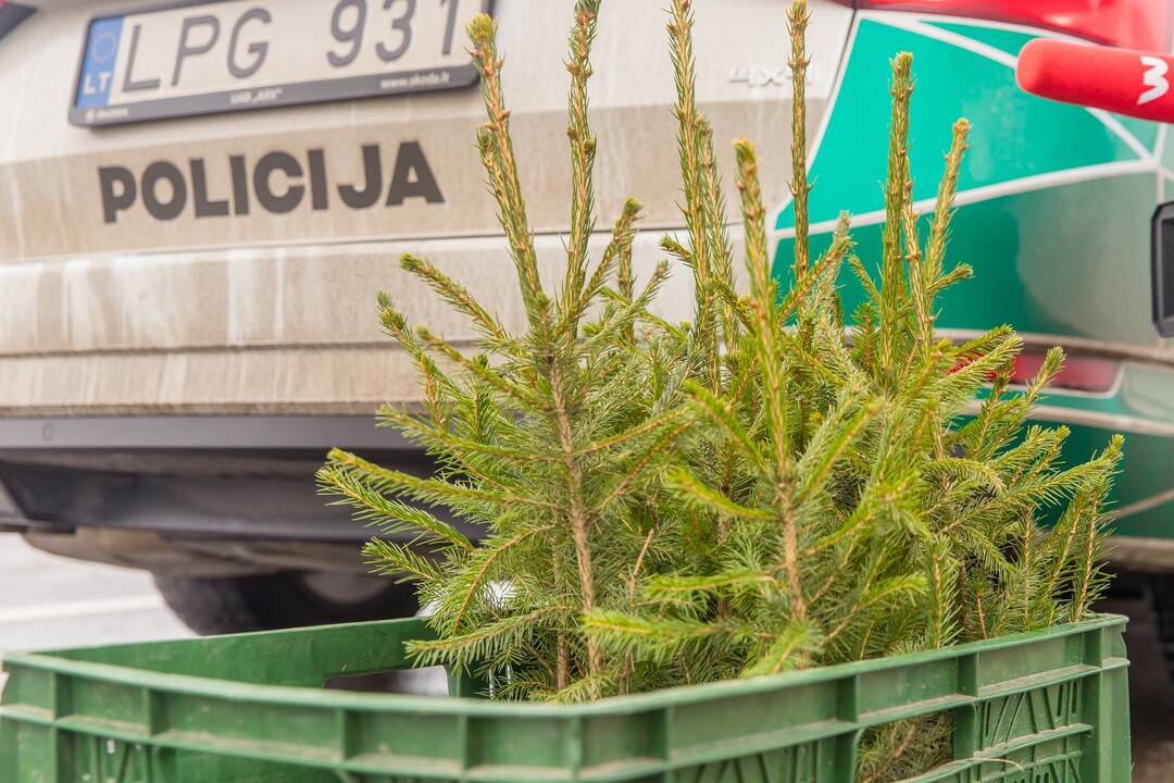 Kaune miškininkai su policija vairuotojams dovanojo eglutes