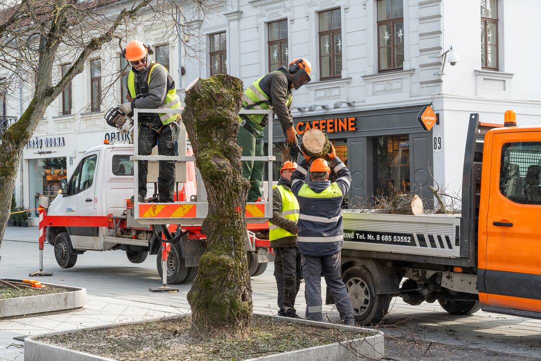 Laisvės alėjoje kertamos liepos