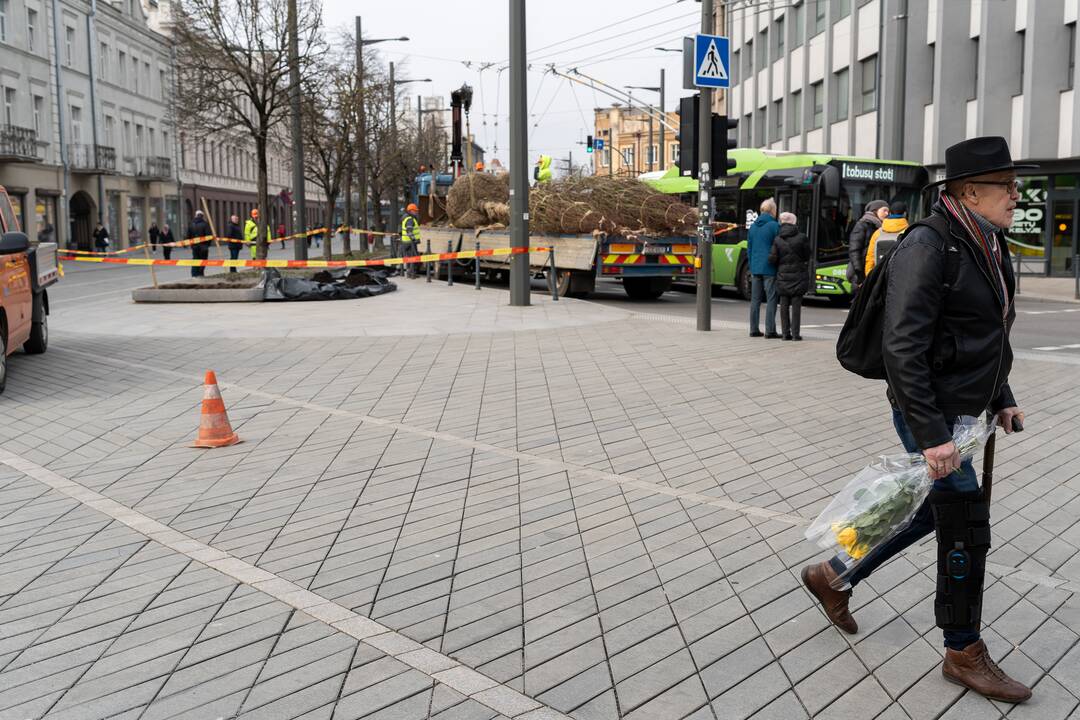 Laisvės alėjoje sodinamos liepos