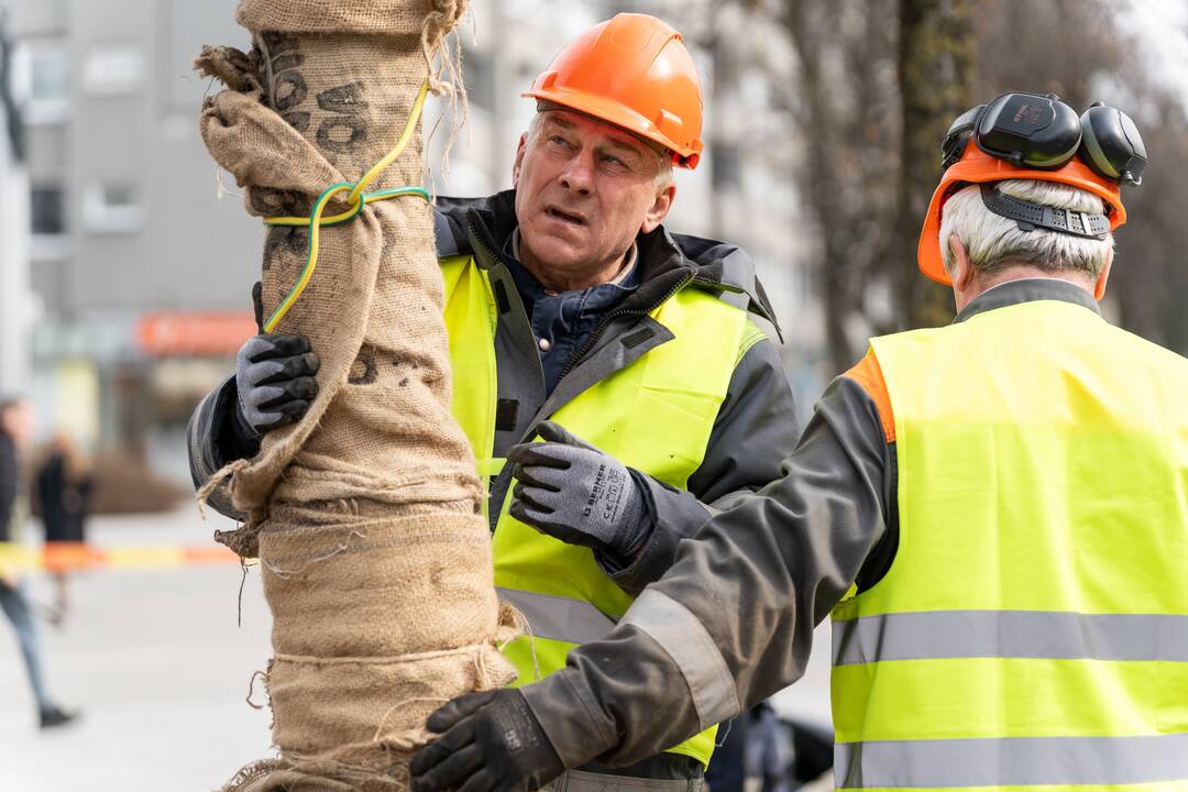 Laisvės alėjoje sodinamos liepos