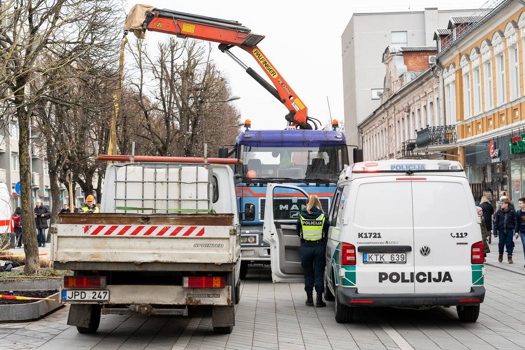 Laisvės alėjoje ant darbininko nuvirto liepa