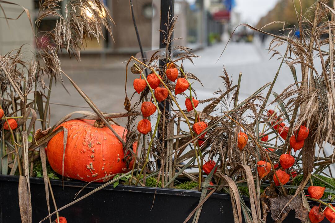 Kaunas puošiasi Helovino šventei