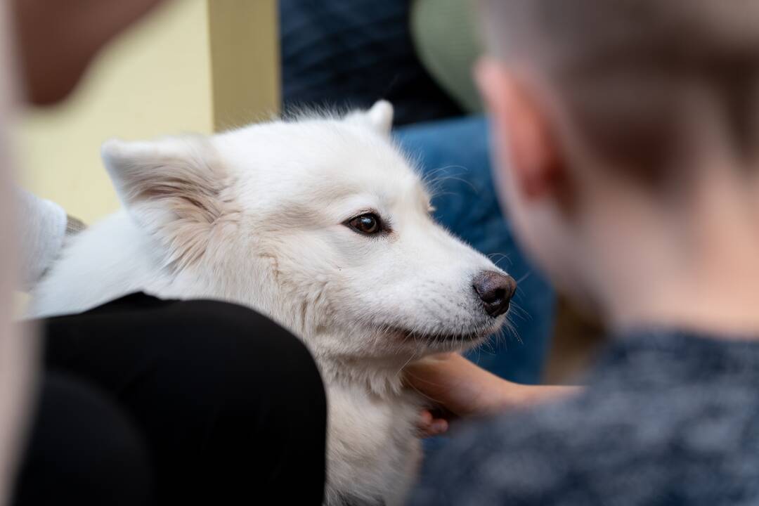 Vaikų skaitymai su terapiniais šunimis