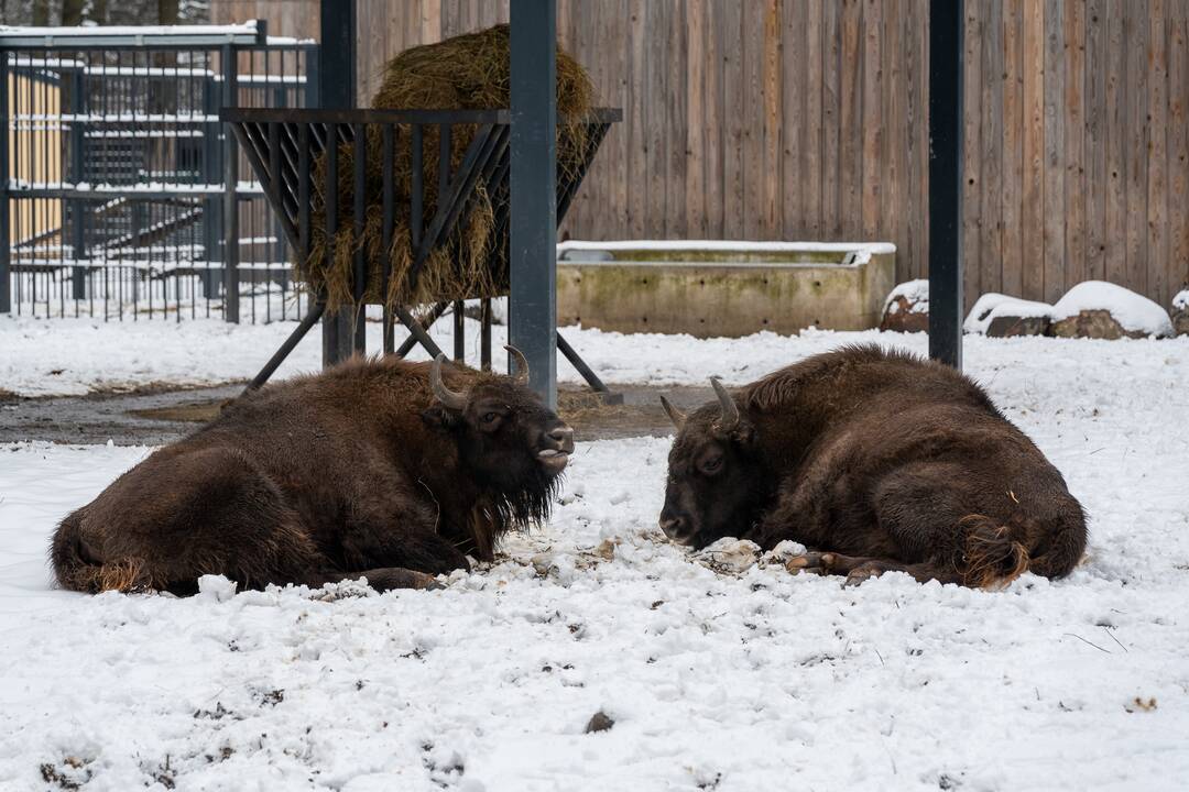 Avijaučiai Lietuvos zoologijos sode