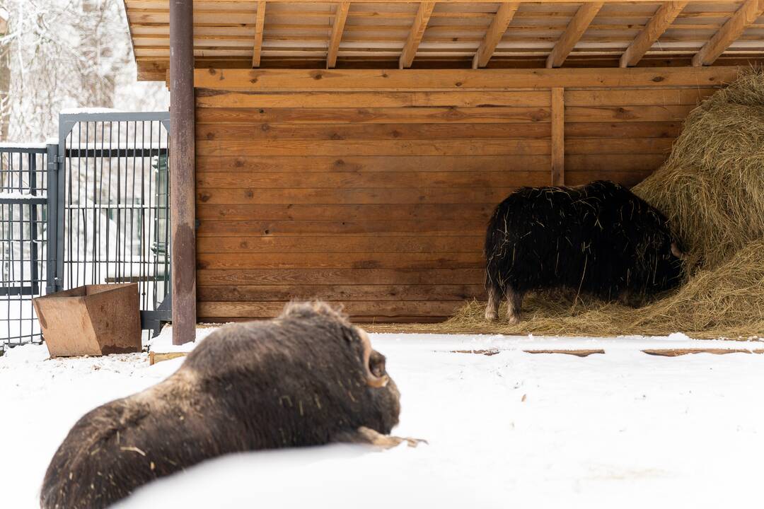 Avijaučiai Lietuvos zoologijos sode