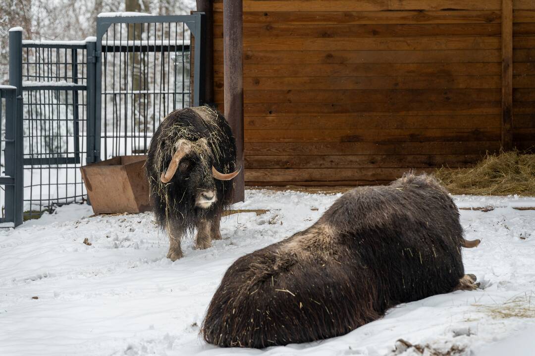 Avijaučiai Lietuvos zoologijos sode