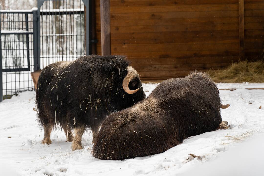 Avijaučiai Lietuvos zoologijos sode