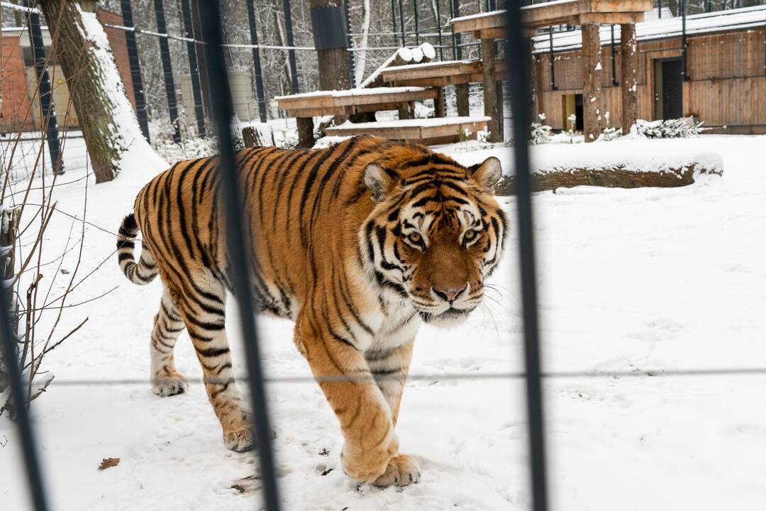 Avijaučiai Lietuvos zoologijos sode