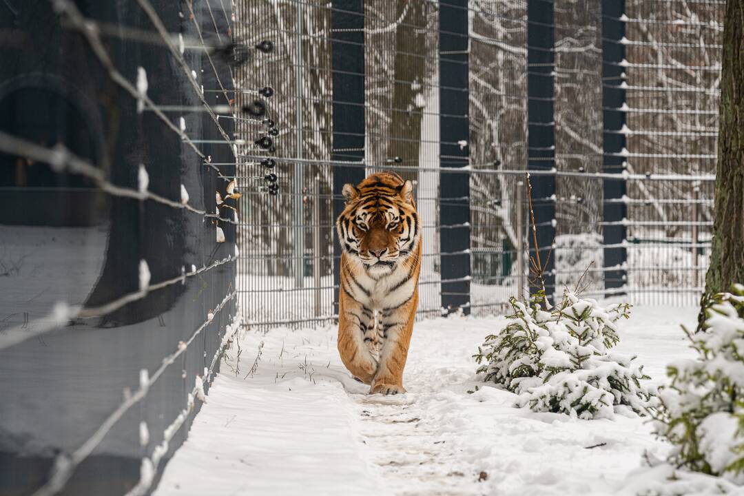 Avijaučiai Lietuvos zoologijos sode