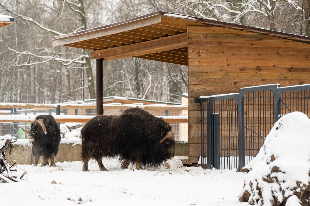Avijaučiai Lietuvos zoologijos sode