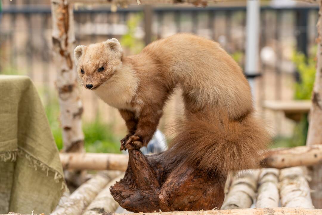 Lietuvos zoologijos sodo gimtadienis