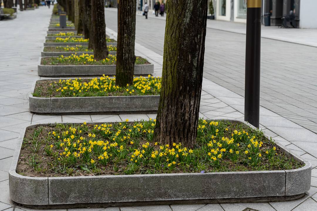 Laisvės alėjoje pražydo narcizai