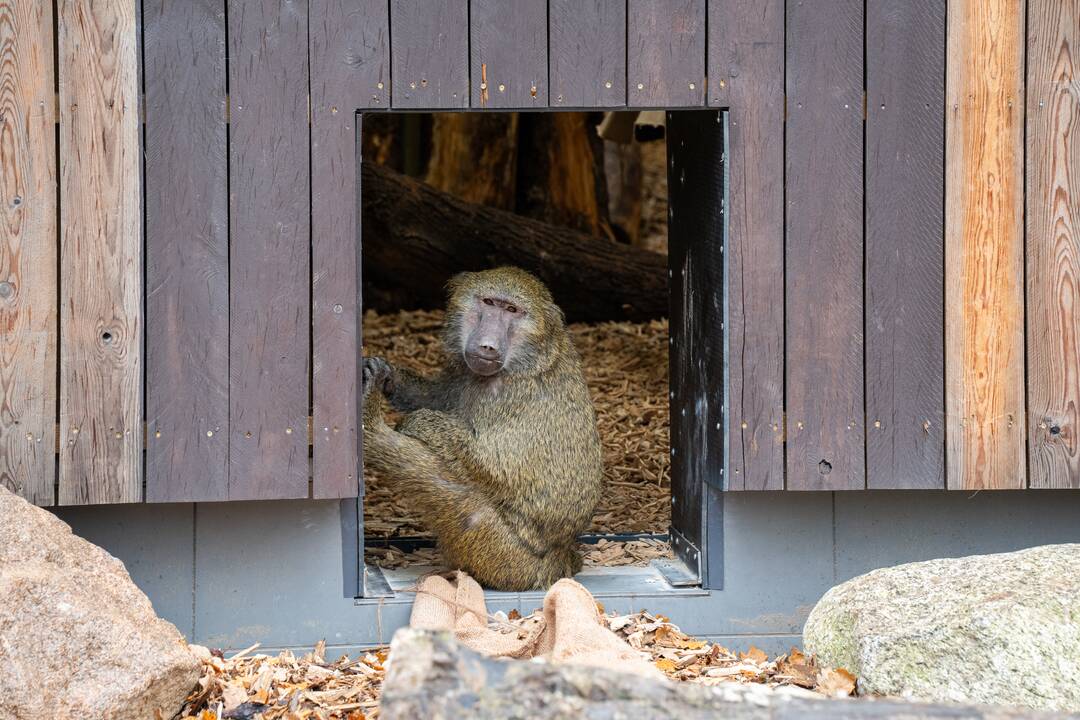 Pirmieji Lietuvos zoologijos sodo lankytojai